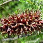 Seed pods on stem, Woodvale